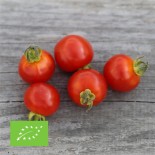 Tomate cerise graines bio à semer