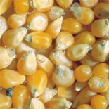 Maïs pop-corn Tom pouce bio graines à semer