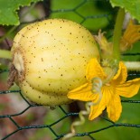 Concombre Lemon graines bio pour semis