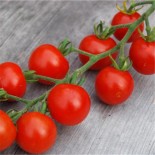 Tomate gardener's delight graines bio pour semis