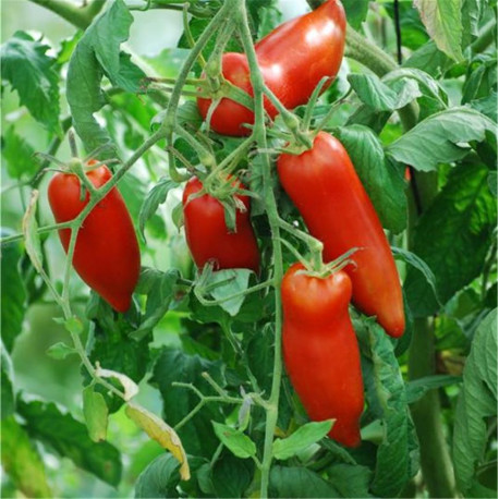 Tomate andine cornue graines bio pour semis