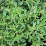 Basilic citron vert graines bio pour semis