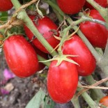 Tomate Roma graines bio pour semis