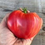 Tomate coeur de boeuf graines bio pour semis