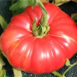 Tomate potiron écarlate bio graines à semer
