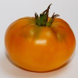 Tomate Jaune Saint Vincent graines bio pour semis