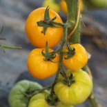 Tomate Golden Jubilée  graines bio pour semis