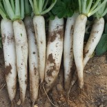 Radis Daikon long blanc graines bio pour semis