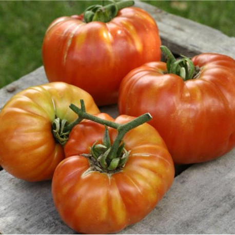 Tomate Sainte Lucie graines bio pour semis