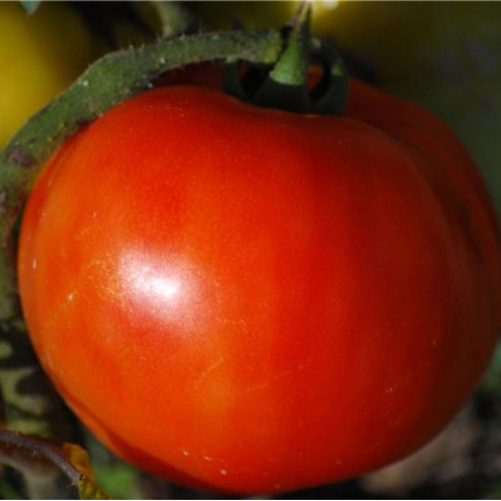 Tomate Royale des Guineaux graines bio pour semis