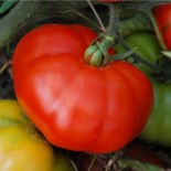 Tomate Marmande graines bio pour semis