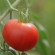 Tomate Bloody Butcher graines bio pour semis
