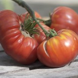Tomate Altaisky graines bio pour semis