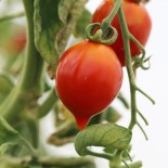 Tomate Borgo Celano graines pour semis