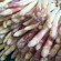 Graines à semer d'asperge Argenteuil