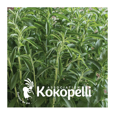 Graines bio à semer de Stevia de Kokopelli