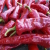 PIMENT FORT ROUGE TRÈS PRÉCOCE CANONCITO NEW MEXICO