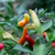 PIMENT FORT ROUGE TRÈS PRÉCOCE CANONCITO NEW MEXICO