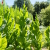 TABAC AFRICAN RED