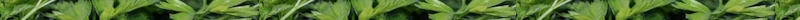 bandeau_persil.jpg
