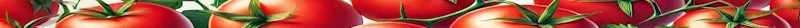 bandeau_tomate